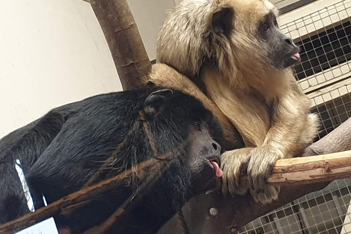 Two howler monkeys on a wooden beam at Blackpool Zoo
