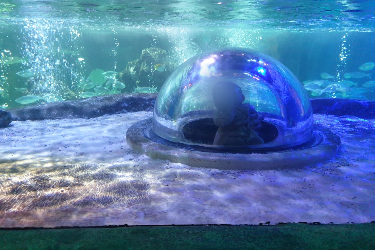 A child inside a pop-up bubble dome in a large aquarium tank at SEA LIFE Blackpool